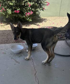 Rescue Shepherd Dogs for Adoption in Phoenix, Arizona - Berry | PetCurious