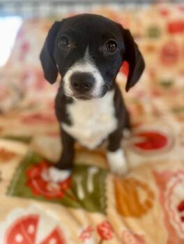 Dachshund and Hound Dogs Available for Adoption - Armani | PetCurious