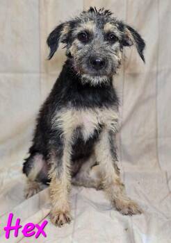 HEX 425 -  Terrier Dog for Adoption in New Berlin, Wisconsin - HEX 425 | PetCurious