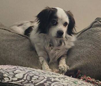 Chad -  English Springer Spaniel Dog for Adoption in Plymouth, Michigan - Chad | PetCurious