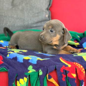 Gracie Lou -  Mixed Breed Dog for Adoption in Branson, Missouri - Gracie Lou | PetCurious