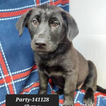Party -  German Shepherd Dog and Mixed Breed Dog for Adoption in New Tazewell, Tennessee - Party | PetCurious