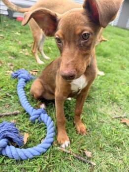 Phoenix -  Shepherd Dog for Adoption in Willingboro, New Jersey - Phoenix | PetCurious