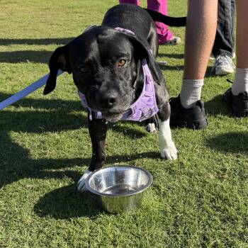 Mixed Breed Dogs Available for Adoption in Lehigh Acres, Florida - Bailey | PetCurious