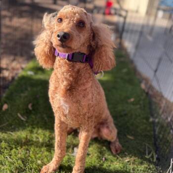 Poodle Dogs Available for Adoption in Phoenix, Arizona - Mars | PetCurious