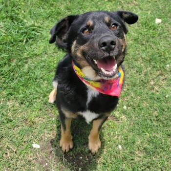 Australian Shepherd Dogs Available for Adoption in Beaumont, Texas - Banjo | PetCurious
