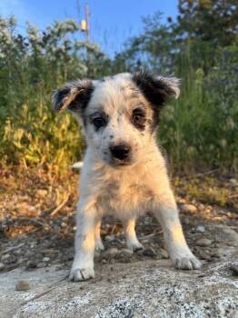 Spudnut -  Shepherd Dog for Adoption in Spokane, Washington - Spudnut | PetCurious