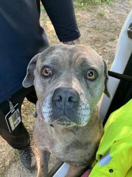 Mixed Breed Dogs Available for Adoption in Dallas, Texas - LOOF | PetCurious