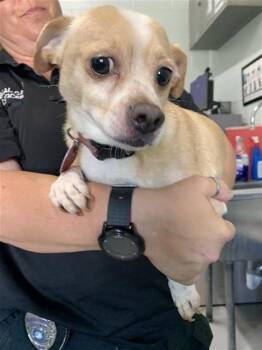 UNK 15 (NIKO) -  Chihuahua Dog for Adoption in Corpus Christi, Texas - UNK 15 (NIKO) | PetCurious