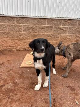 China -  Mixed Breed Dog for Adoption in Hobbs, New Mexico - China | PetCurious