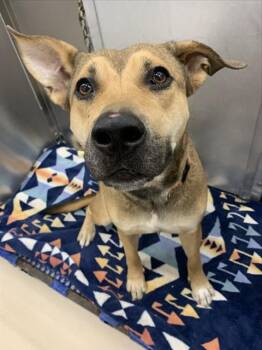 HARLEY -  German Shepherd Dog and Rottweiler Dog for Adoption in Fairbanks, Alaska - HARLEY | PetCurious