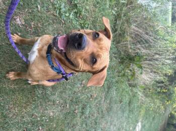 Rescue Mixed Breed Dogs for Adoption in Olean, New York - Max | PetCurious