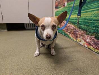 Rescue Chihuahua and Mixed Breed Dogs for Adoption in Moreno Valley, California - A546257 | PetCurious
