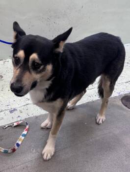 German Shepherd Dog and Mixed Breed Dogs Available for Adoption in Houston, Texas - BIGOTES | PetCurious