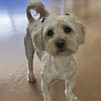 Caddie -  Terrier and Mixed Breed Dog for Adoption in Las Vegas, Nevada - Caddie | PetCurious