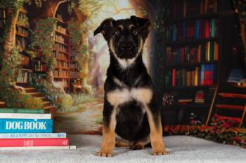 Paddington -  German Shepherd Dog Dog for Adoption in Avon, Connecticut - Paddington | PetCurious