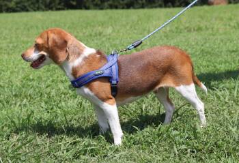 Maple -  Beagle Dog for Adoption in Winchester, Tennessee - Maple | PetCurious