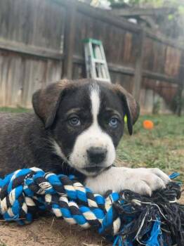 Iris -  Labrador Retriever Dog for Adoption in Parker, Colorado - Iris | PetCurious