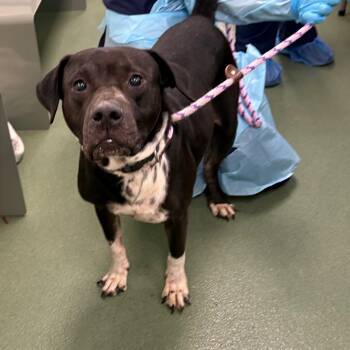 Rescue American Bulldog Dogs for Adoption in West Palm Beach, Florida - Florida | PetCurious