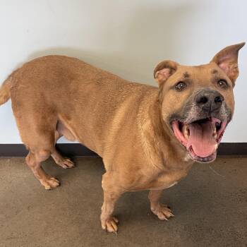 Mixed Breed Dogs Available for Adoption in Mishawaka, Indiana - Otis | PetCurious