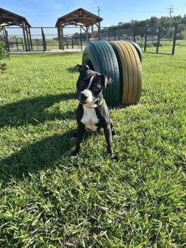 JACKSON -  American Bulldog and Mixed Breed Dog for Adoption in Winter Haven, Florida - JACKSON | PetCurious