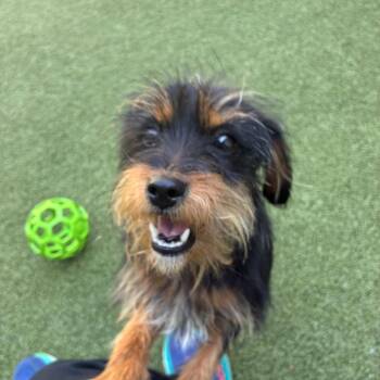 Irene -  Jack Russell Terrier Dog for Adoption in Greensboro, North Carolina - Irene | PetCurious