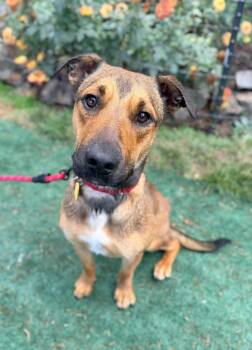 Clove -  Pit Bull Terrier and German Shepherd Dog Dog for Adoption in Beavercreek, Oregon - Clove | PetCurious