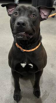 Pit Bull Terrier Dogs Available for Adoption - QASIM | PetCurious