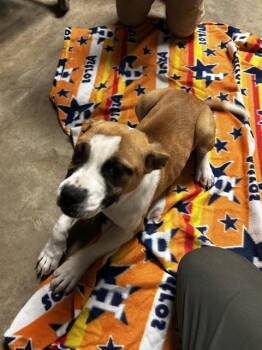 Rescue American Staffordshire Terrier Dogs for Adoption in San Antonio, Texas - BELLA | PetCurious