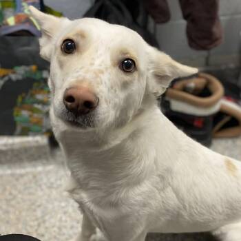 Rescue Mixed Breed Dogs for Adoption in West Olive, Michigan - Moon | PetCurious