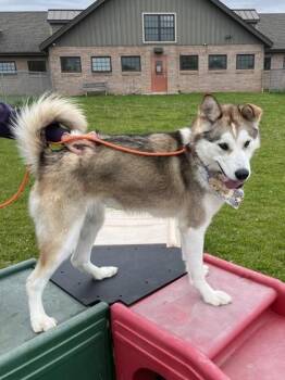 Alaskan Malamute Dogs Available for Adoption in Quakertown, Pennsylvania - Zoey | PetCurious