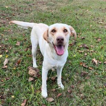 Rescue Labrador Retriever Dogs for Adoption in Carencro, Louisiana - Raindrop | PetCurious