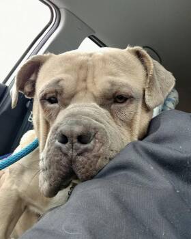 American Bulldog Dogs Available for Adoption - Scrappy-Doo | PetCurious