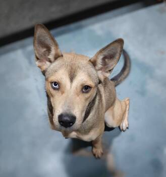 Rescue Shepherd Dogs for Adoption in Madison, Mississippi - May | PetCurious