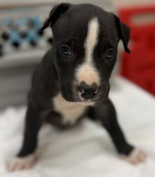 Teddy -  Pit Bull Terrier and Mixed Breed Dog for Adoption in Honolulu, Hawaii - Teddy | PetCurious