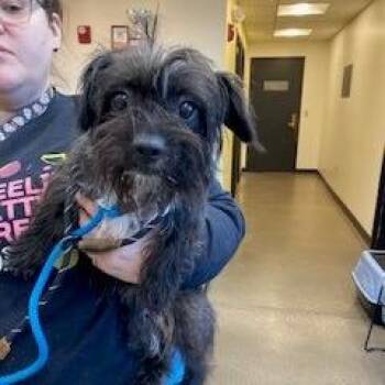 YORK-Stray-15764 -  Mixed Breed Dog Available for Adoption in York, Pennsylvania - YORK-Stray-15764 | PetCurious