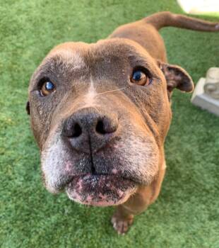 Pit Bull Terrier and American Staffordshire Terrier Dogs Available for Adoption - URGENT! SAVE ME PLEASE! Coffee #A548934 | PetCurious