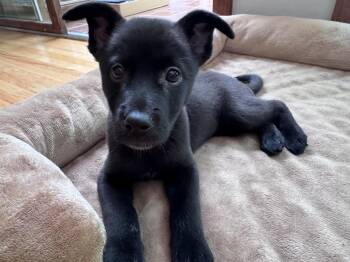 Clover -  Australian Cattle Dog Blue Heeler and Mixed Breed Dog for Adoption in Denver, Colorado - Clover | PetCurious