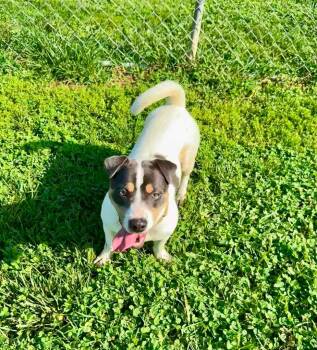 Abbie -  Jack Russell Terrier and Mixed Breed Dog for Adoption in Blountville, Tennessee - Abbie | PetCurious