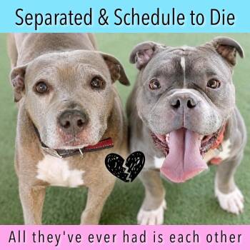 URGENT WILL DIE -  American Bully Dog for Adoption in Kissimmee, Florida - URGENT WILL DIE | PetCurious