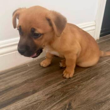 Max -  Australian Cattle Dog Blue Heeler and Mixed Breed Dog for Adoption in Phoenix, Arizona - Max | PetCurious