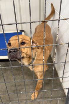 Rescue Labrador Retriever Dogs for Adoption in Ashland, Kentucky - Theo | PetCurious