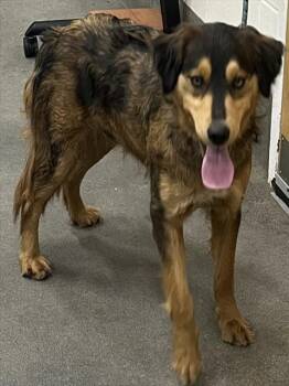 Bernese Mountain Dog and Australian Cattle Dog Blue Heeler Dogs Available for Adoption - WILD TURKEY | PetCurious