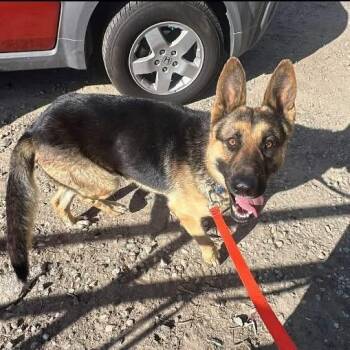 German Shepherd Dog Dogs Available for Adoption in Camarillo, California - KENNEDY | PetCurious