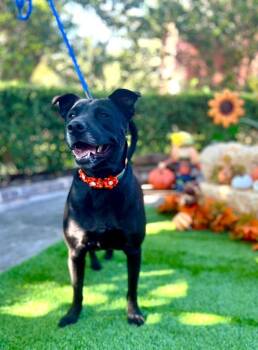 Rescue Labrador Retriever and Terrier Dogs for Adoption in Fairfield, Connecticut - Joy | PetCurious