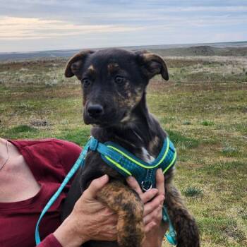 German Shepherd Dog Dogs Available for Adoption - Topaz | PetCurious