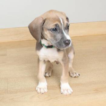Beagle and Pit Bull Terrier Dogs Available for Adoption in Minnetonka, Minnesota - Alfie D69188 | PetCurious