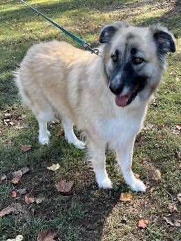 Rescue Anatolian Shepherd Dogs for Adoption in York, South Carolina - Cleo | PetCurious