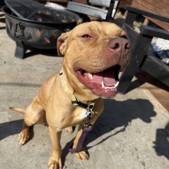 American Staffordshire Terrier and Mixed Breed Dogs Available for Adoption - Lemon | PetCurious