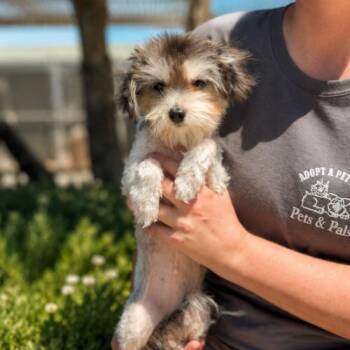 Mitzy -  Yorkshire Terrier and Mixed Breed Dog for Adoption in Lathrop, California - Mitzy | PetCurious
